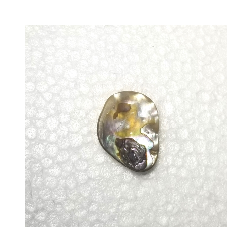 abalone shell