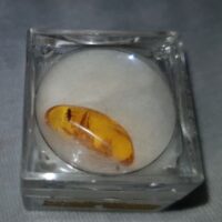 boxed amber with bug 1