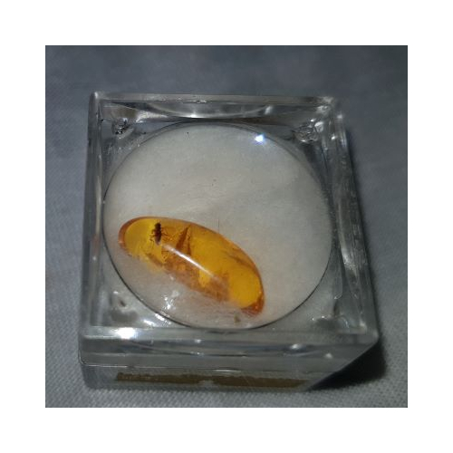 boxed amber with bug 1