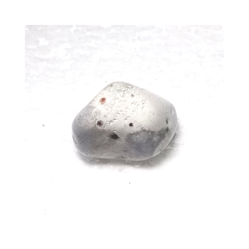jasper dalmation