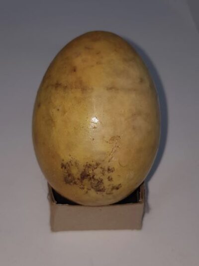 leopard stone egg 1