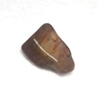 petrified wood