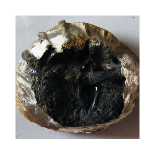 vivianite in fossil clam shell
