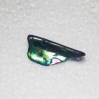 paua shell