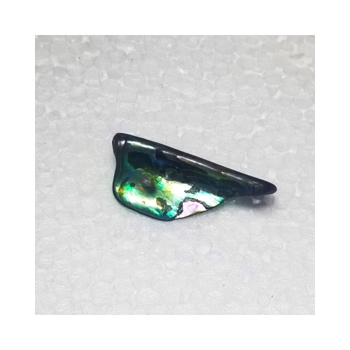 paua shell