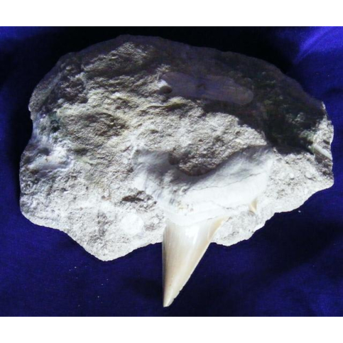 Fossils