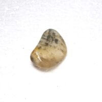 fossil coral