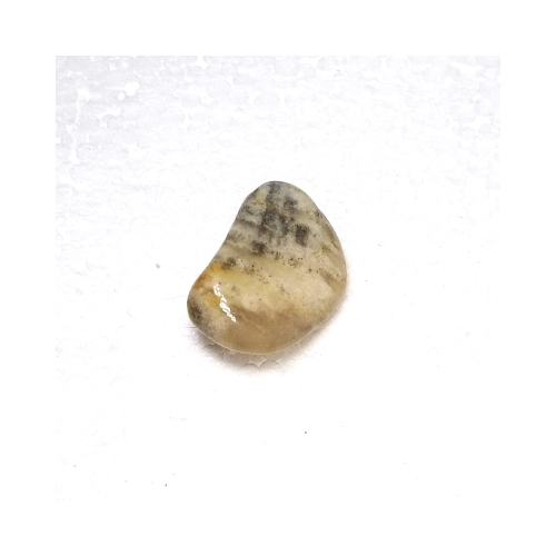 fossil coral
