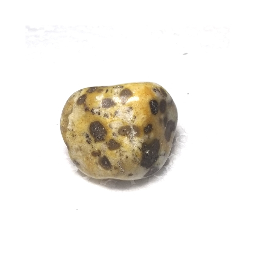 jasper cheetah