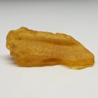 copal 1 reverse side