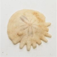 heliophora sand dollar small