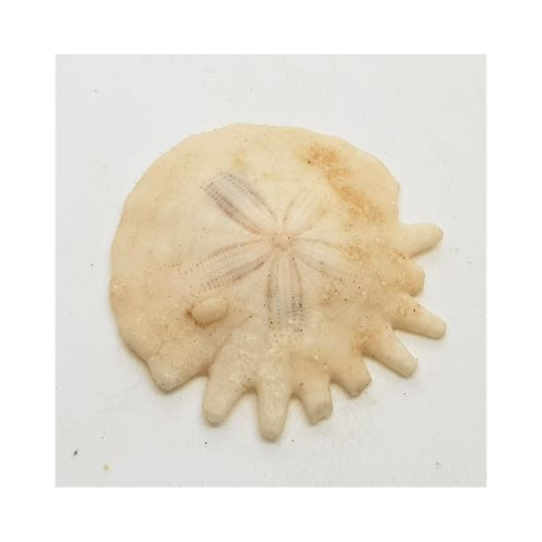 heliophora sand dollar small