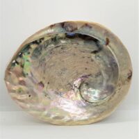large abalone shell 1