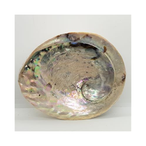 large abalone shell 1