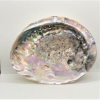large abalone shell 2