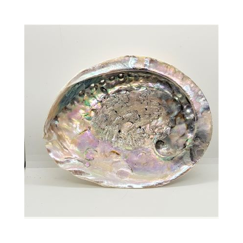 large abalone shell 2