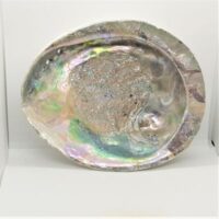 large abalone shell 3