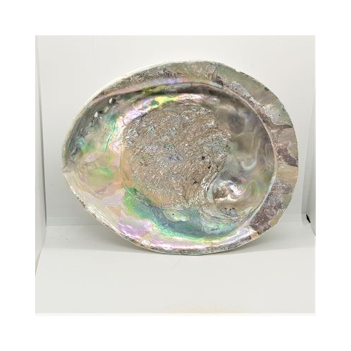 large abalone shell 3