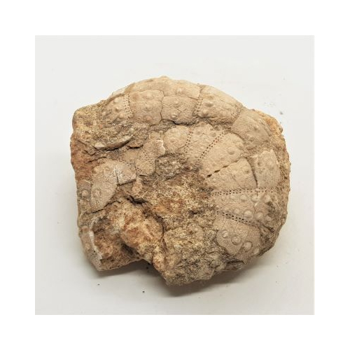 equinodermo 1