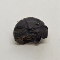 iron ammonite 1