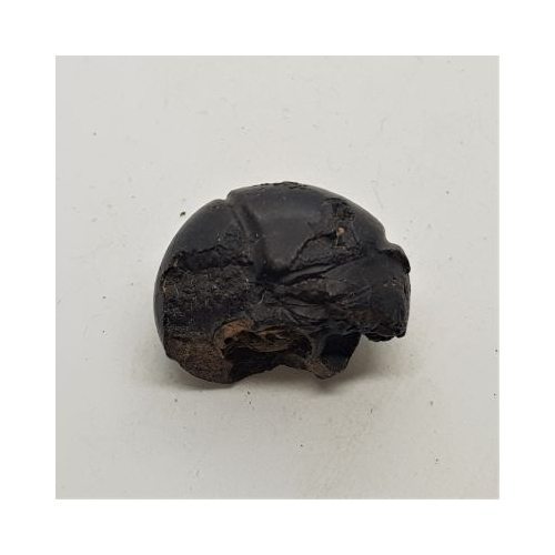 iron ammonite 1