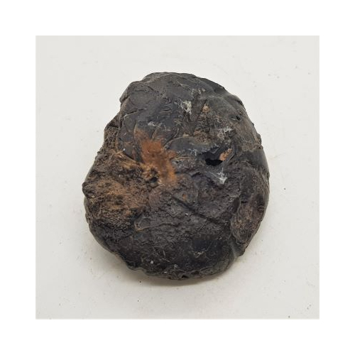 iron ammonite 3