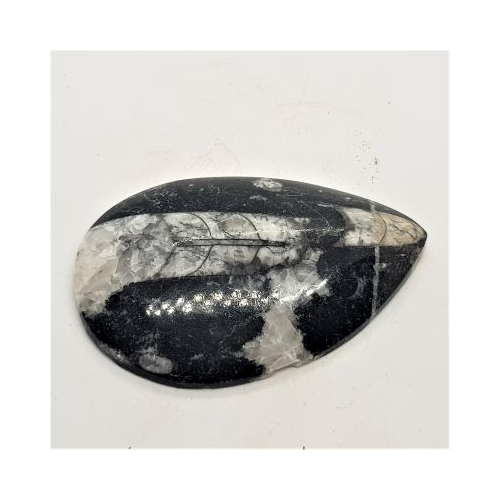 orthocerus 1