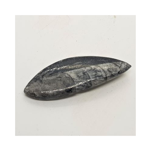 orthocerus 4
