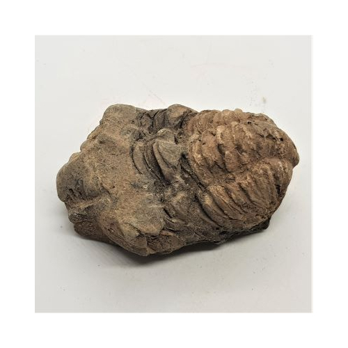 trilobite 2