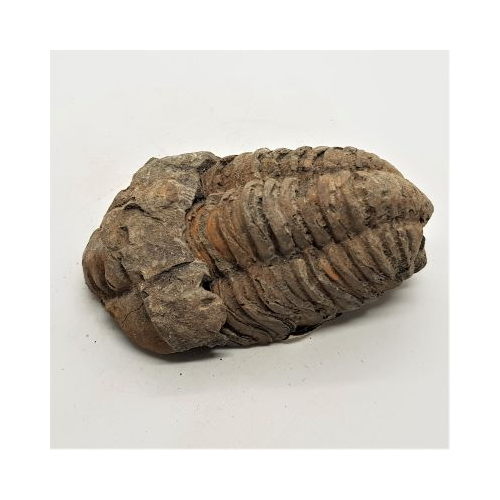 trilobite 2