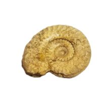 ammonite 1