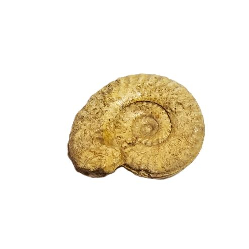 ammonite 1