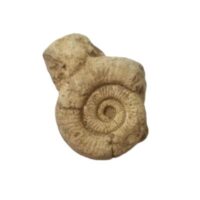 ammonite 2