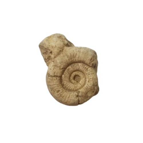 ammonite 2