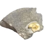 Promicroceras Calcite Ammonite Fossil