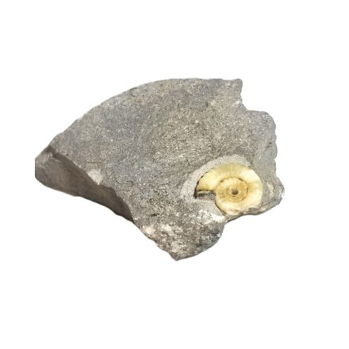 Promicroceras Calcite Ammonite Fossil