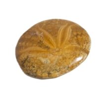 fossil sand dollar