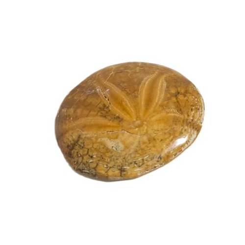 fossil sand dollar