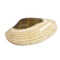 fossil clam