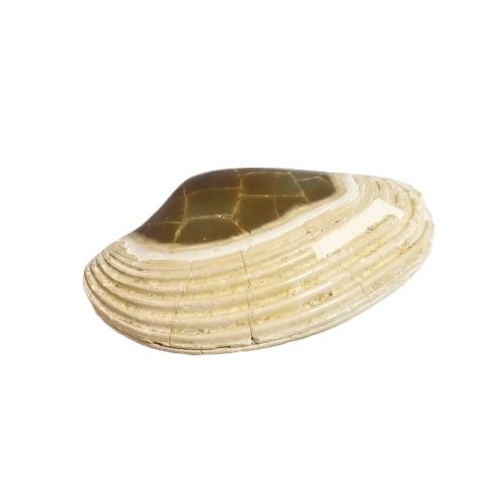 fossil clam